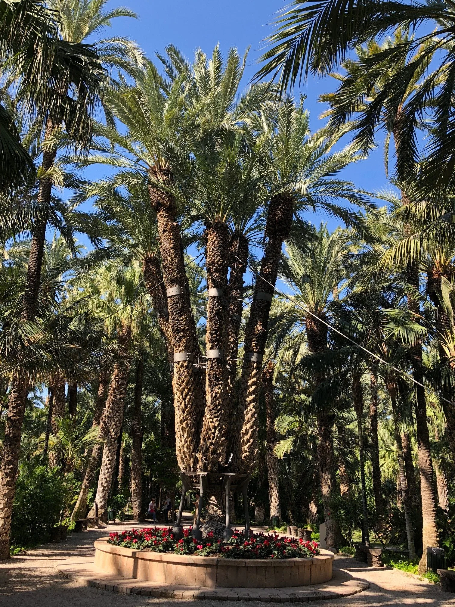 Elche,El Palmeral de Elche,El Misteri d'Elx,Cultura